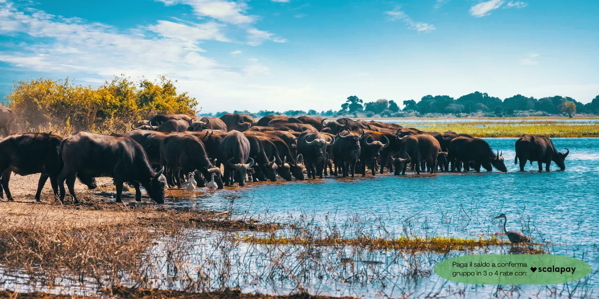 Botswana Expedition