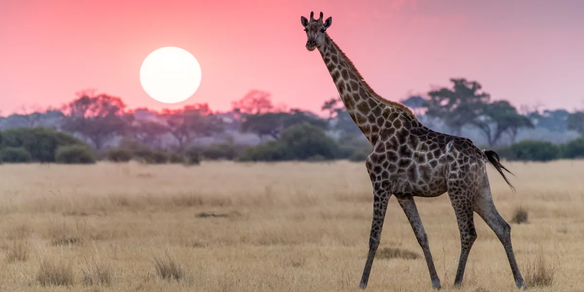 Botswana Expedition