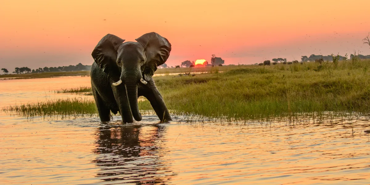 Botswana Expedition