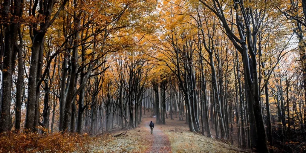 Italia: Casentino d'Autunno: Tra Castelli, Cascate e Antichi Eremi