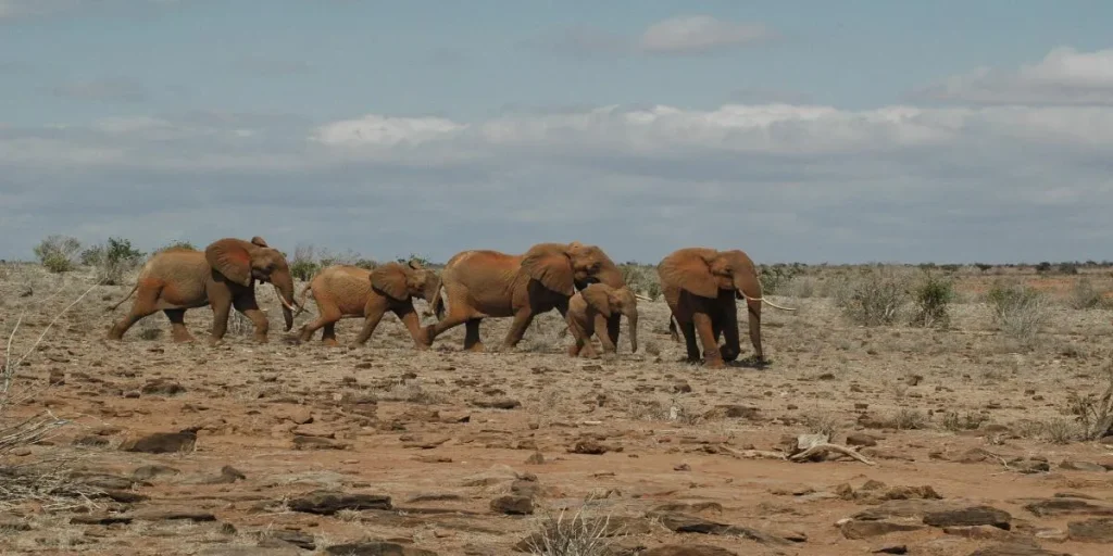 Kenya: Safari (Tsavo Ovest - Amboseli - Taita Hill - Tsavo Est) + Mare