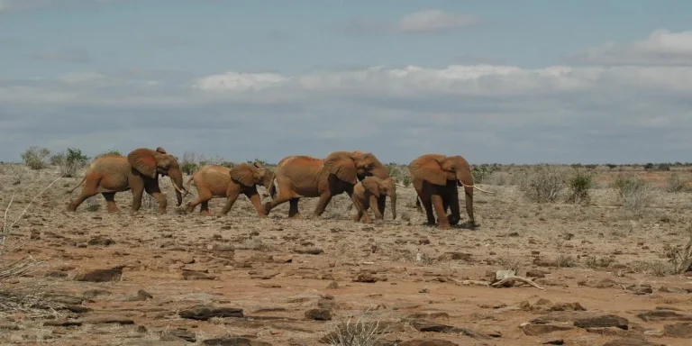 Kenya: Safari (Tsavo Ovest - Amboseli - Taita Hill - Tsavo Est) + Mare