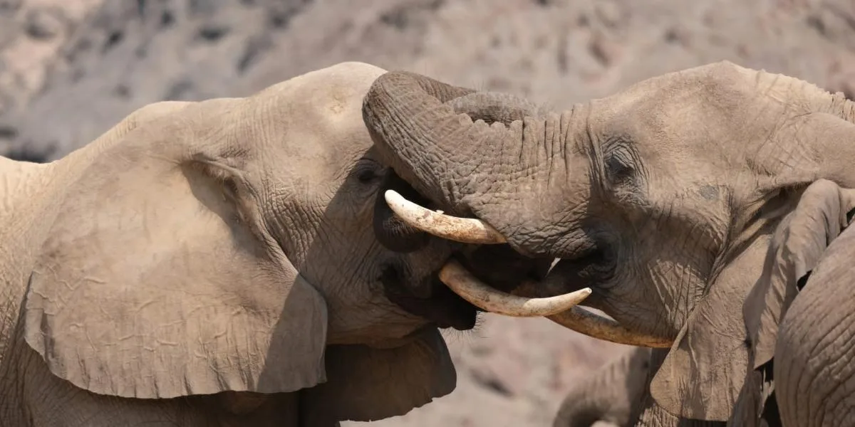 Expedition Namibia Classic [Seconda partenza]