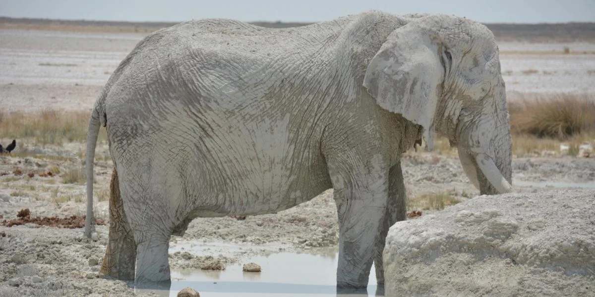 Da WINDHOEK alle Cascate Vittoria “ELEPHANT TRACK”