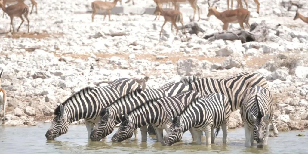 Namibia e Zambia Safari: avventura africana