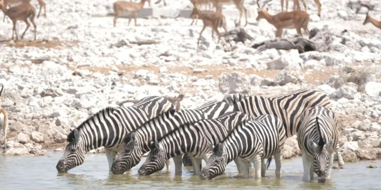 Namibia e Zambia Safari: avventura africana