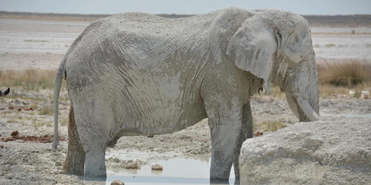 Namibia e Zambia Safari: avventura africana