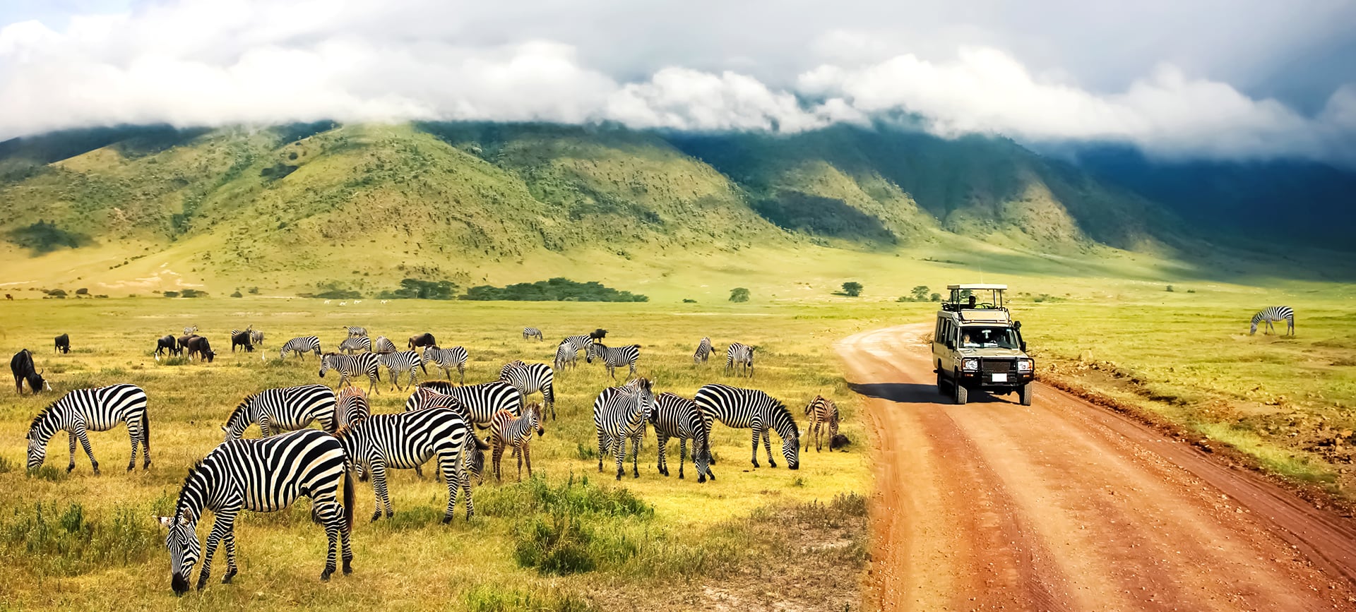 Zebre e gnu nella savana mentre un fuoristrada da safari percorre una pista sterrata