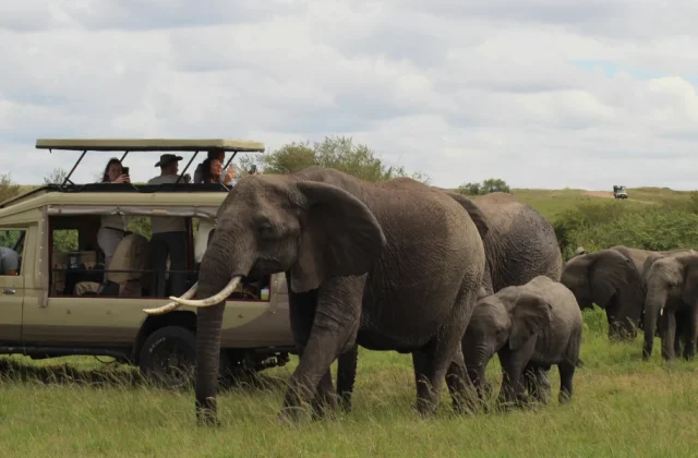 Viaggi di gruppo safari