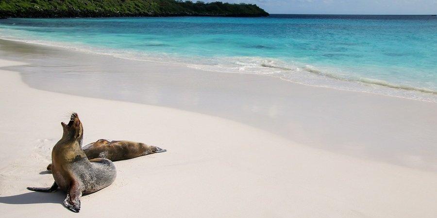 Ecuador, Amazzonia e Galapagos — foto 2