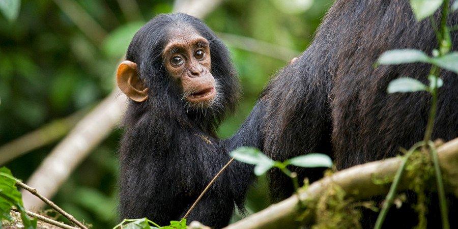 Uganda Adventure — foto 2