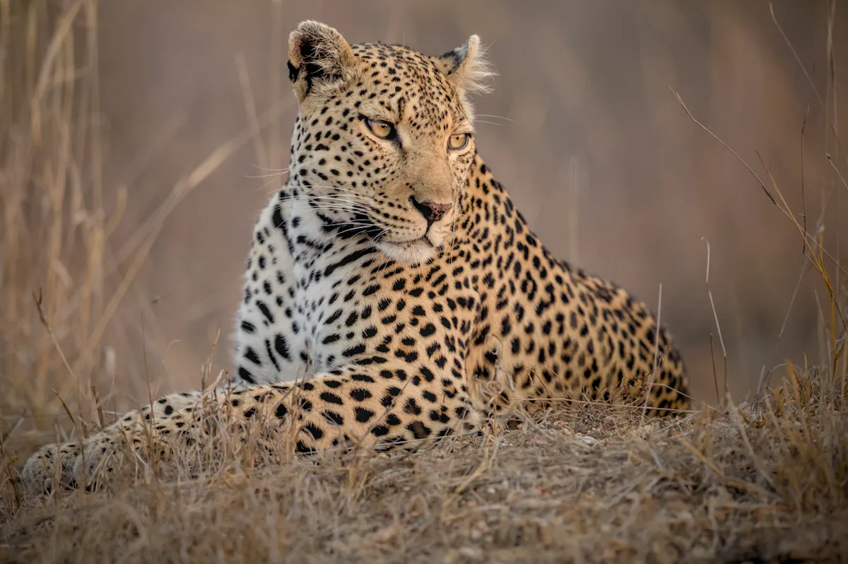 Zimbabwe e Botswana “Game Tracker”: dal Kruger all'Okavango
