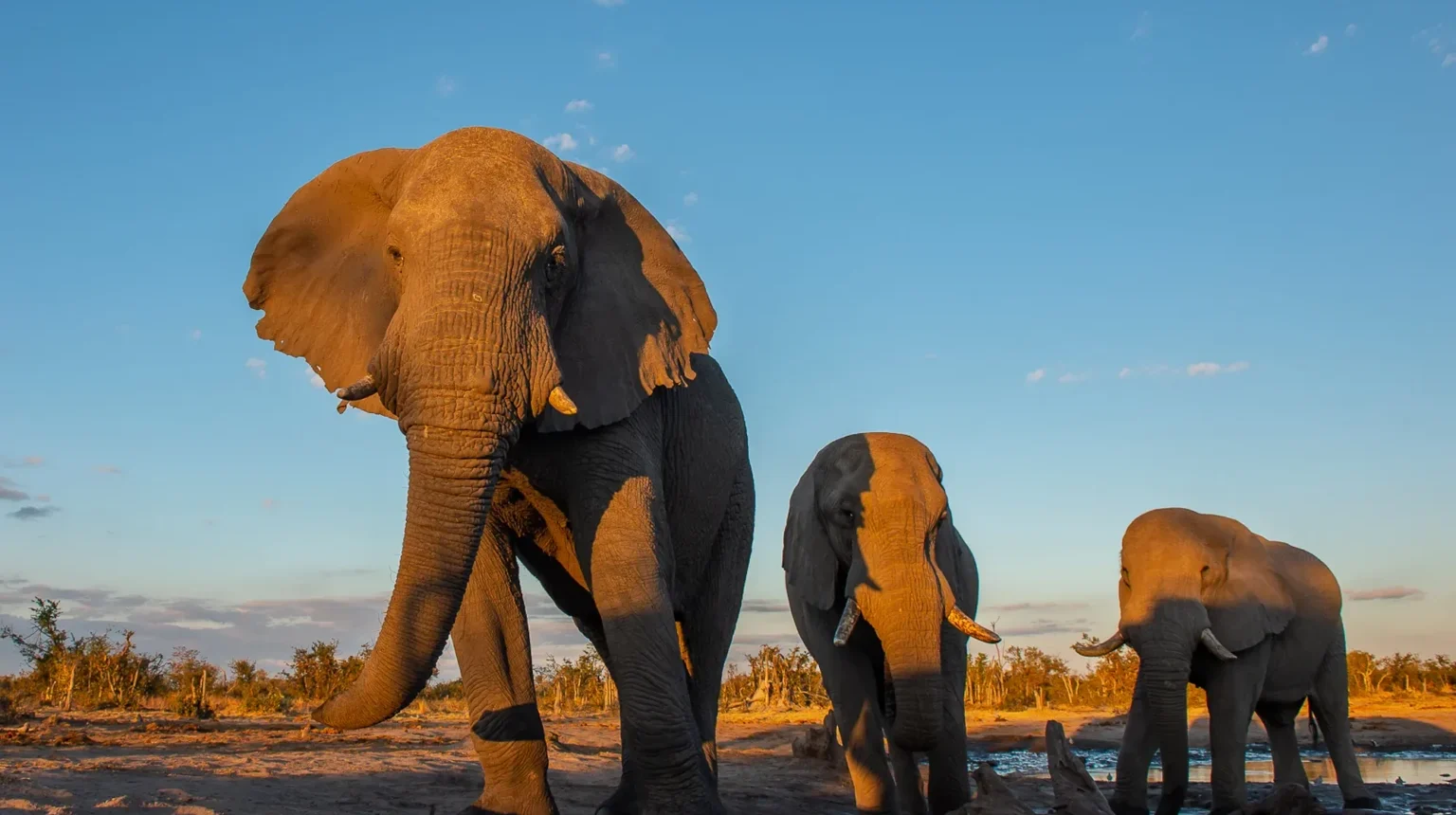 Botswana e Zimbabwe “Ivory Route”