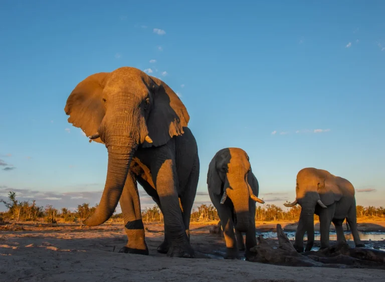 Botswana e Zimbabwe “Ivory Route”