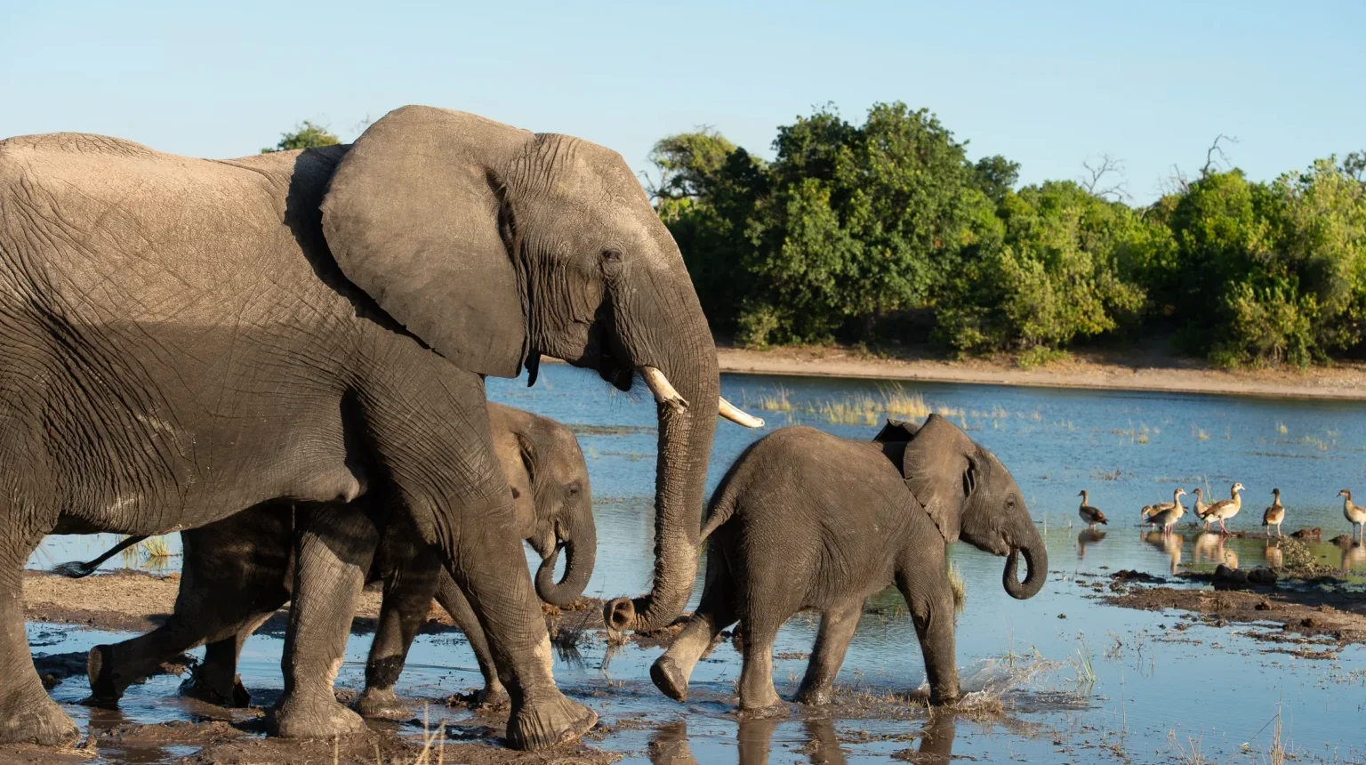 Da Johannesburg alle Cascate Vittoria “Botswana Wild Parks”