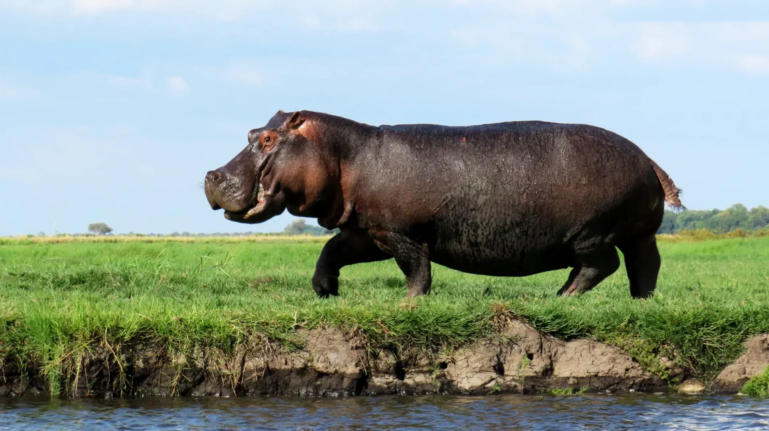 Da Johannesburg alle Cascate Vittoria “Botswana Wildside”
