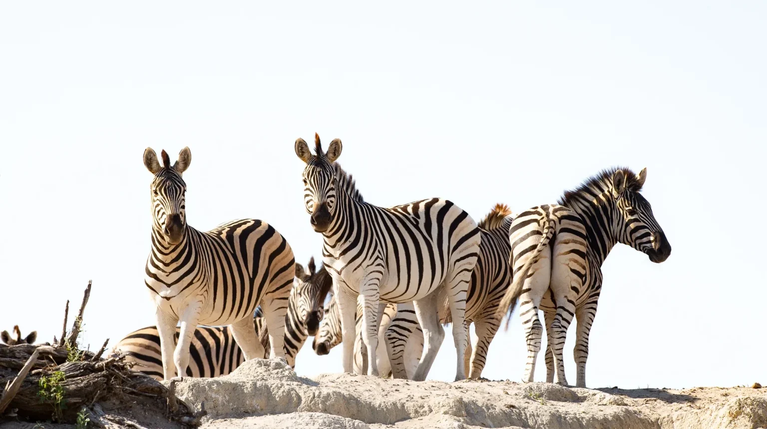 Botswana e Zimbabwe “Ivory Route”
