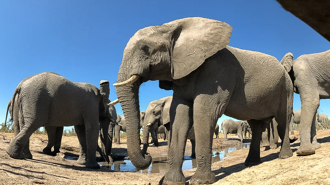 Da Maun alle Cascate Vittoria “Botswana Wild Parks”