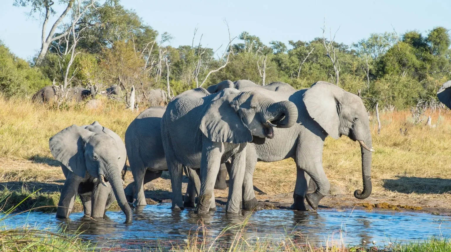 Da Johannesburg alle Cascate Vittoria “Botswana Wildside”