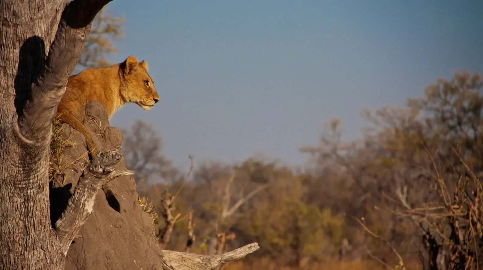 Namibia e Botswana: grande anello dalle Cascate Vittoria