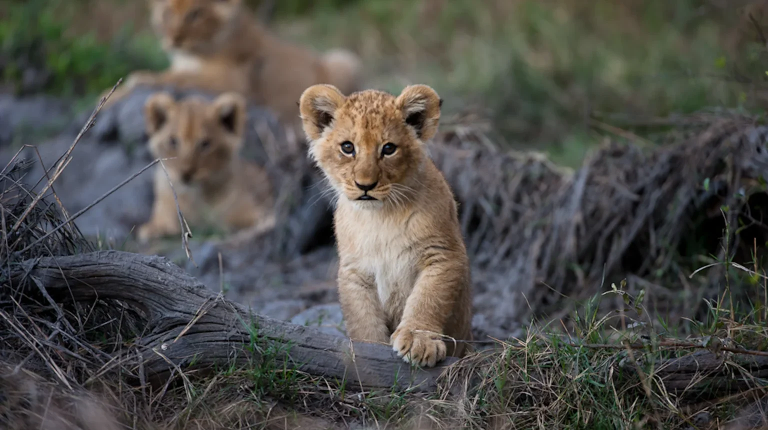 Da Johannesburg alle Cascate Vittoria “Botswana Wild Parks”