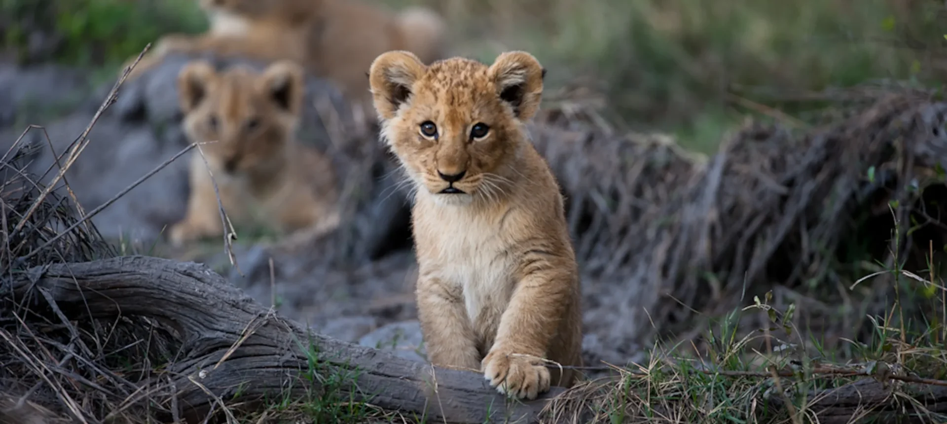 Da Johannesburg alle Cascate Vittoria “Botswana Wild Parks”