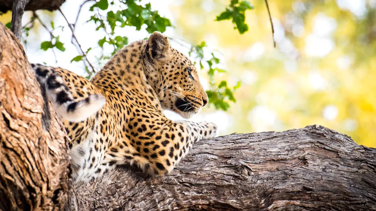 Botswana e Zimbabwe “Ivory Route”
