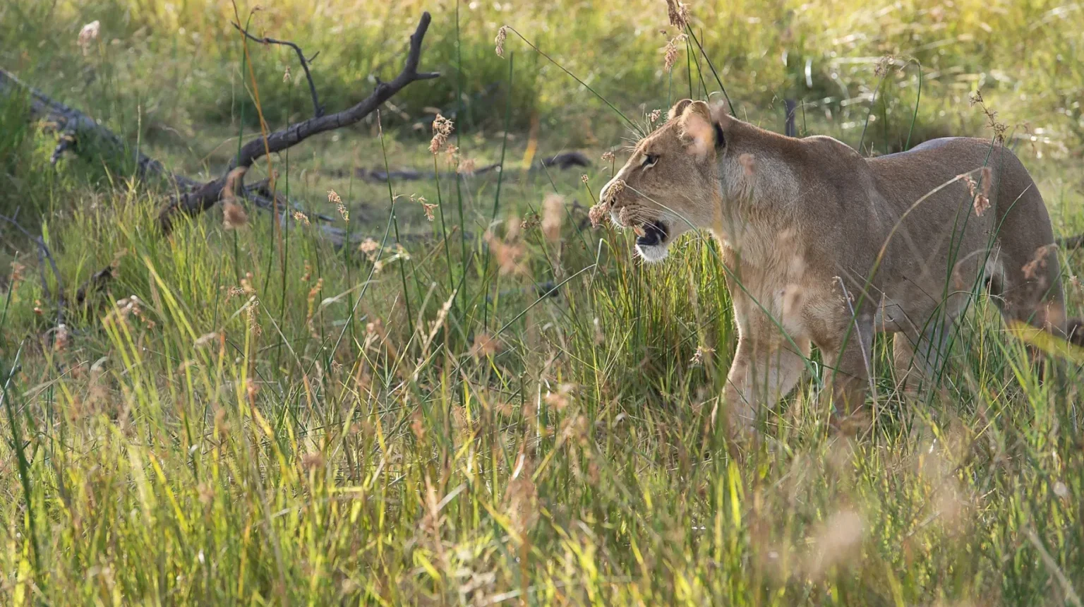 Da Maun alle Cascate Vittoria “Botswana Wildside”