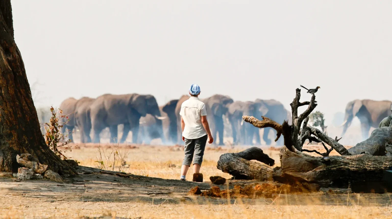 Da Johannesburg alle Cascate Vittoria “Botswana Wildside”