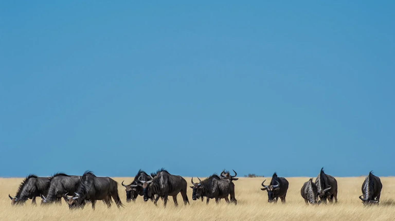 Da Città del Capo alla Namibia “Grand Explorer”