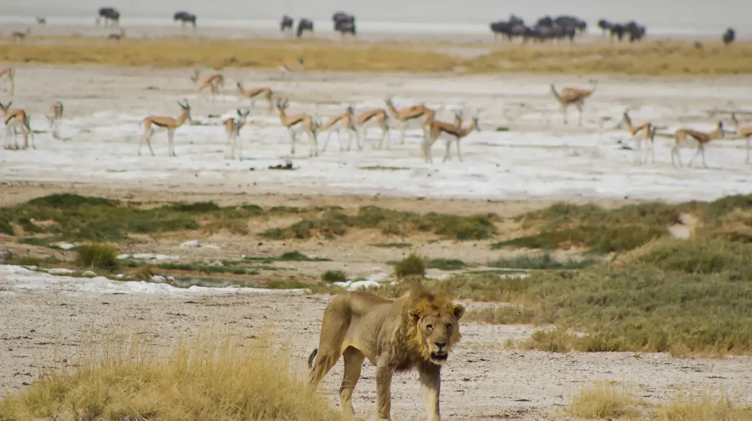 Namibia e Zambesi: dalle Cascate Vittoria a Windhoek