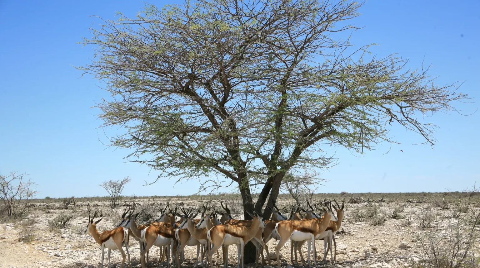 Da Città del Capo alla Namibia “Grand Explorer”
