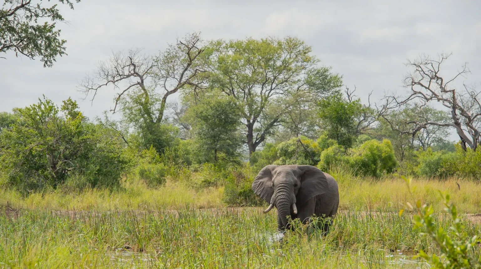 Zimbabwe e Botswana “Game Tracker”: dal Kruger all'Okavango