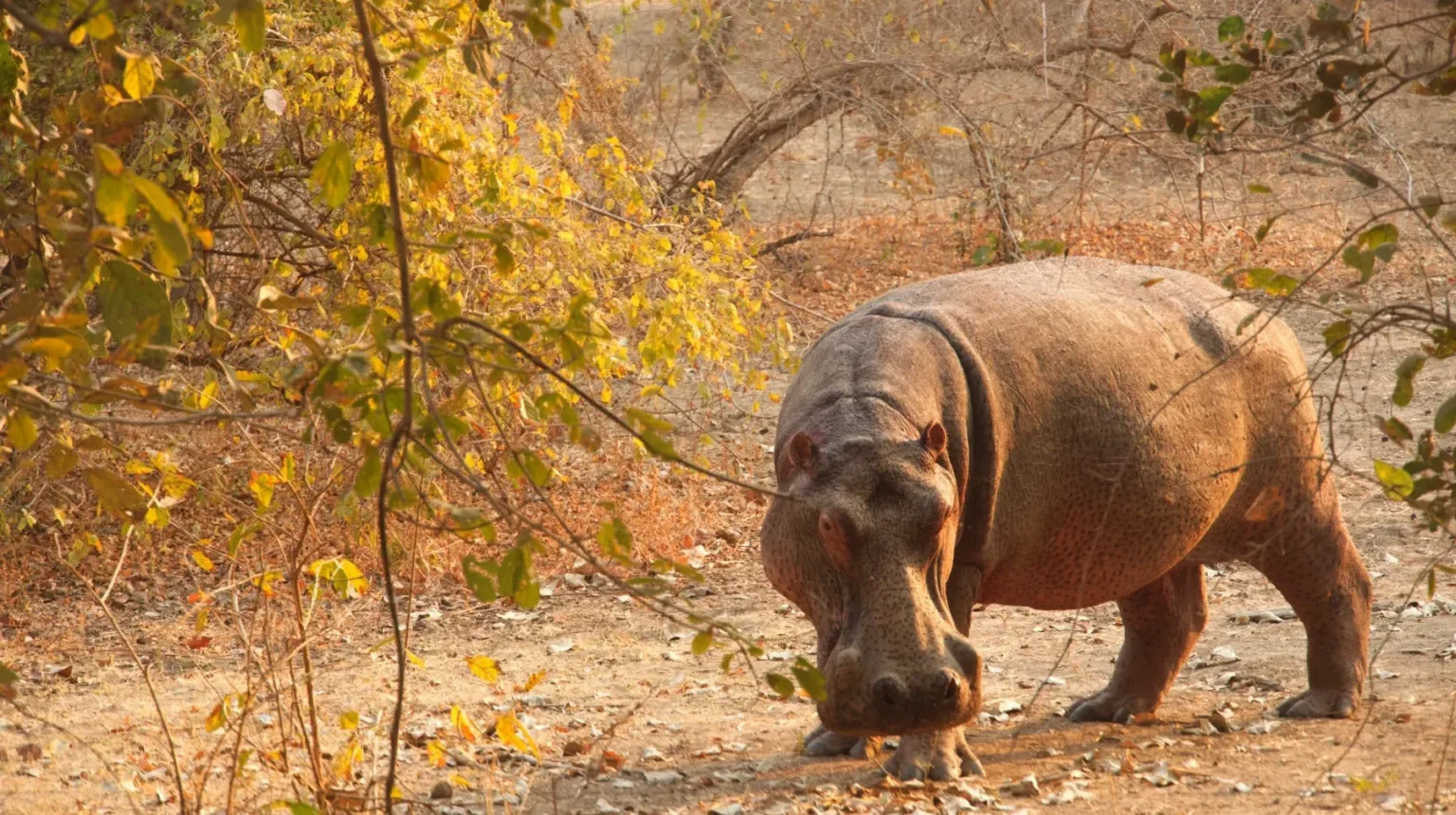 Zambia e Malawi Safari: sulle orme di Livingstone