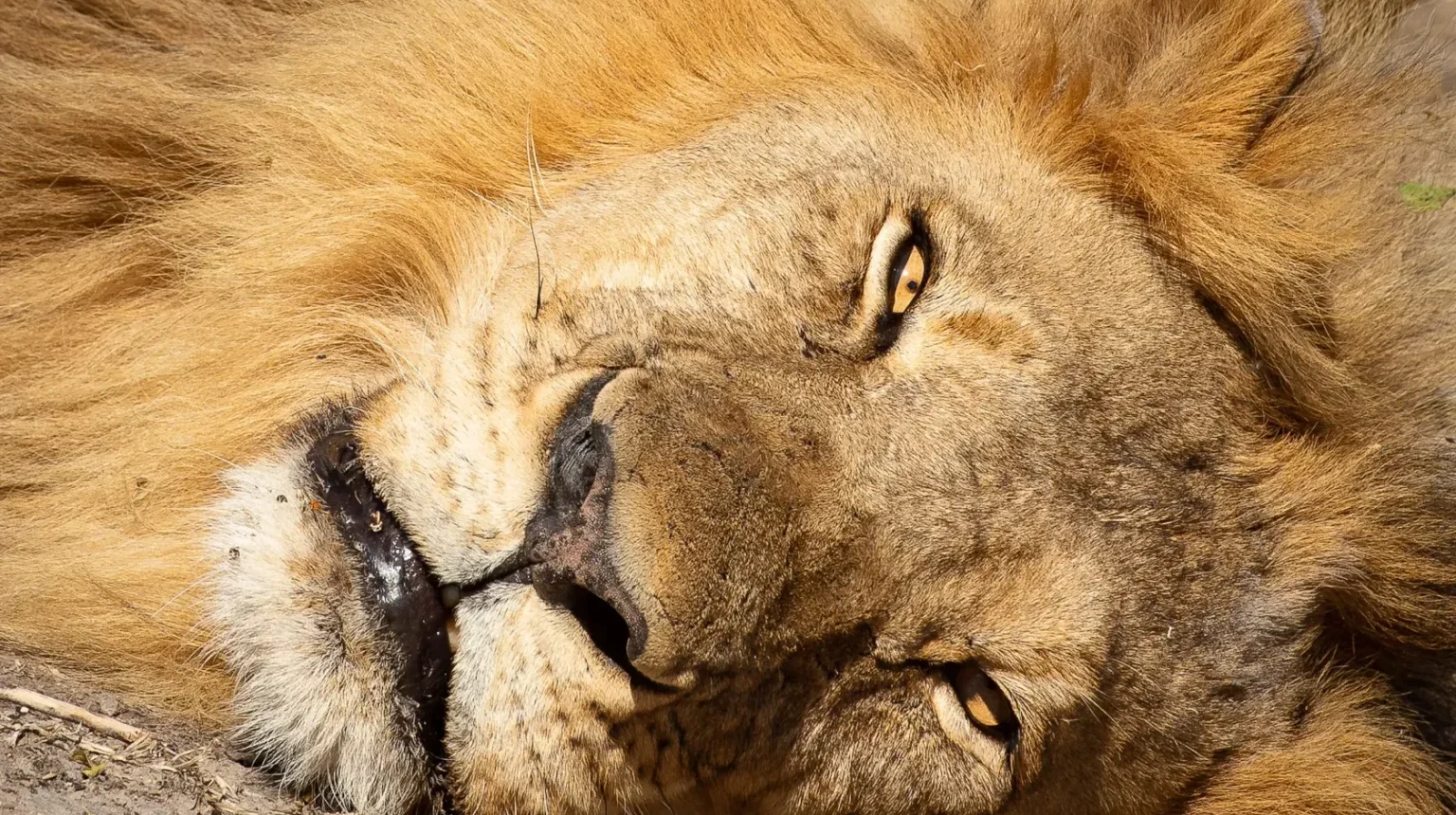 Zimbabwe e Botswana “Game Tracker”: dal Kruger all'Okavango