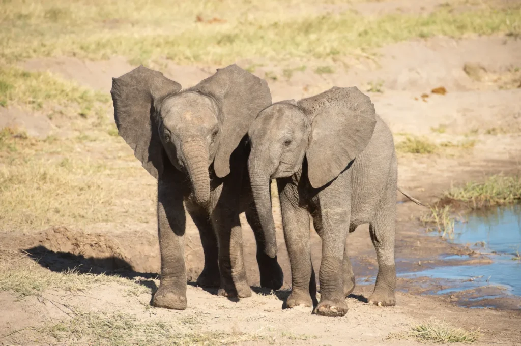 Botswana e Zimbabwe “Ivory Route”