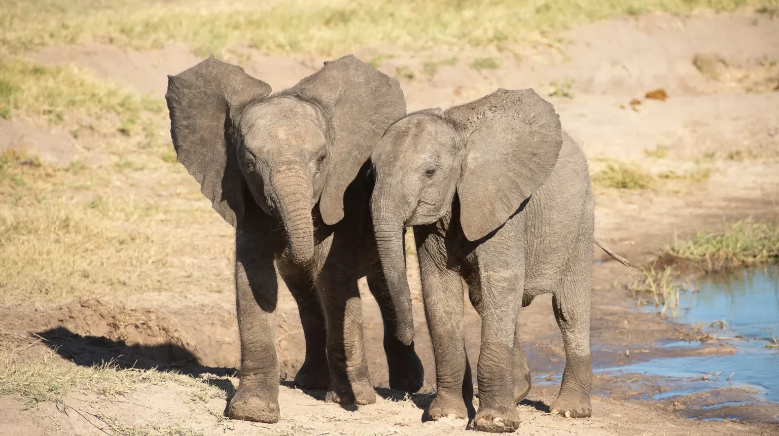 Botswana e Zimbabwe “Ivory Route”