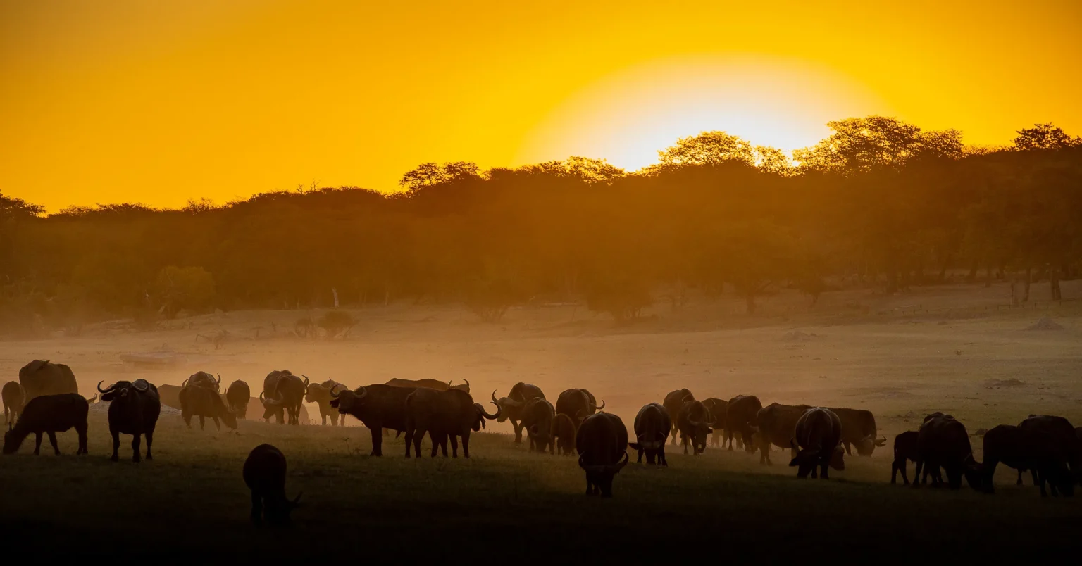Botswana e Zimbabwe “Ivory Route”