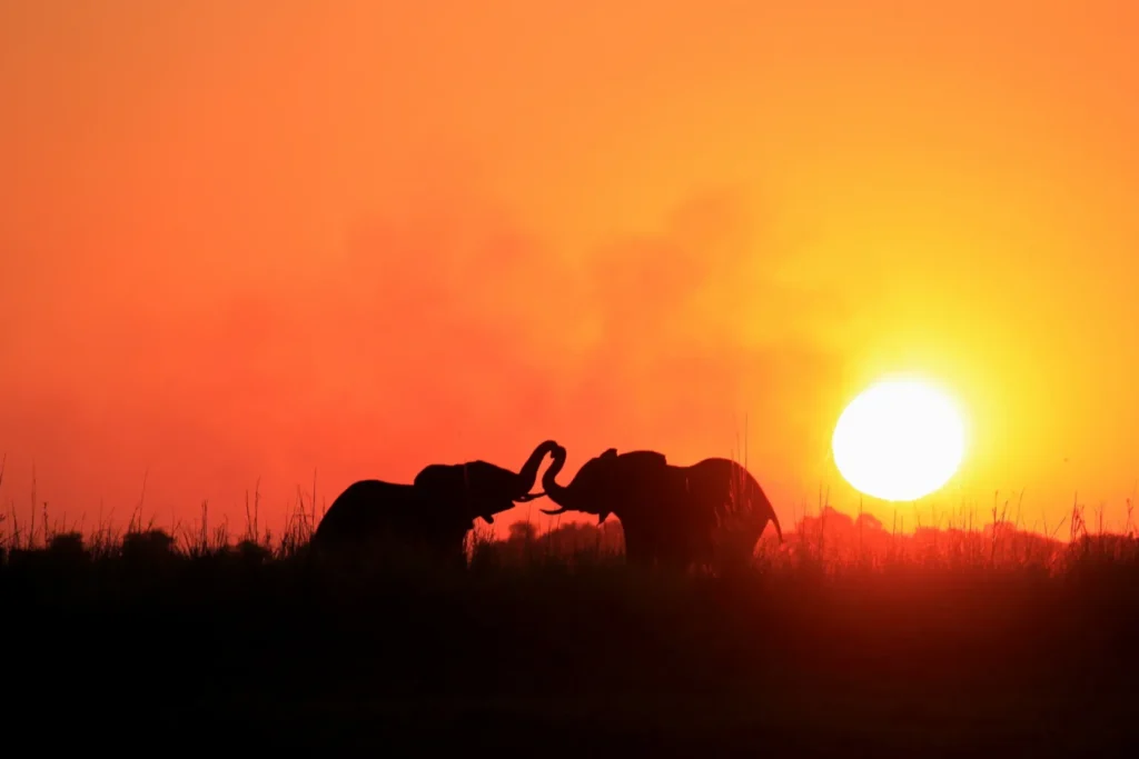 Zimbabwe e Botswana “Game Tracker”: dal Kruger all'Okavango
