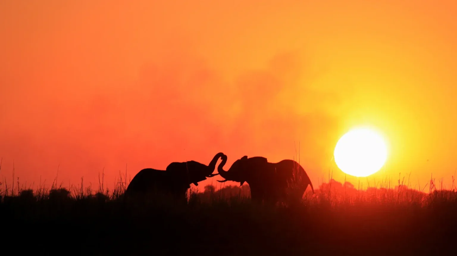 Zimbabwe e Botswana “Game Tracker”: dal Kruger all'Okavango