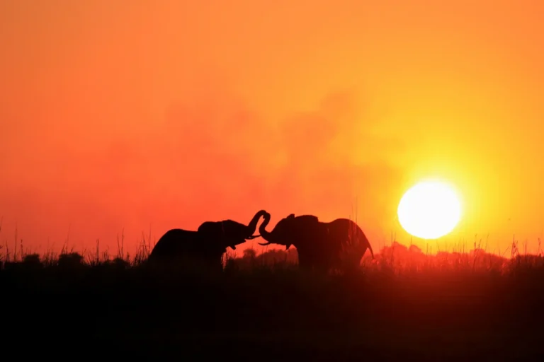 Zimbabwe e Botswana “Game Tracker”: dal Kruger all'Okavango