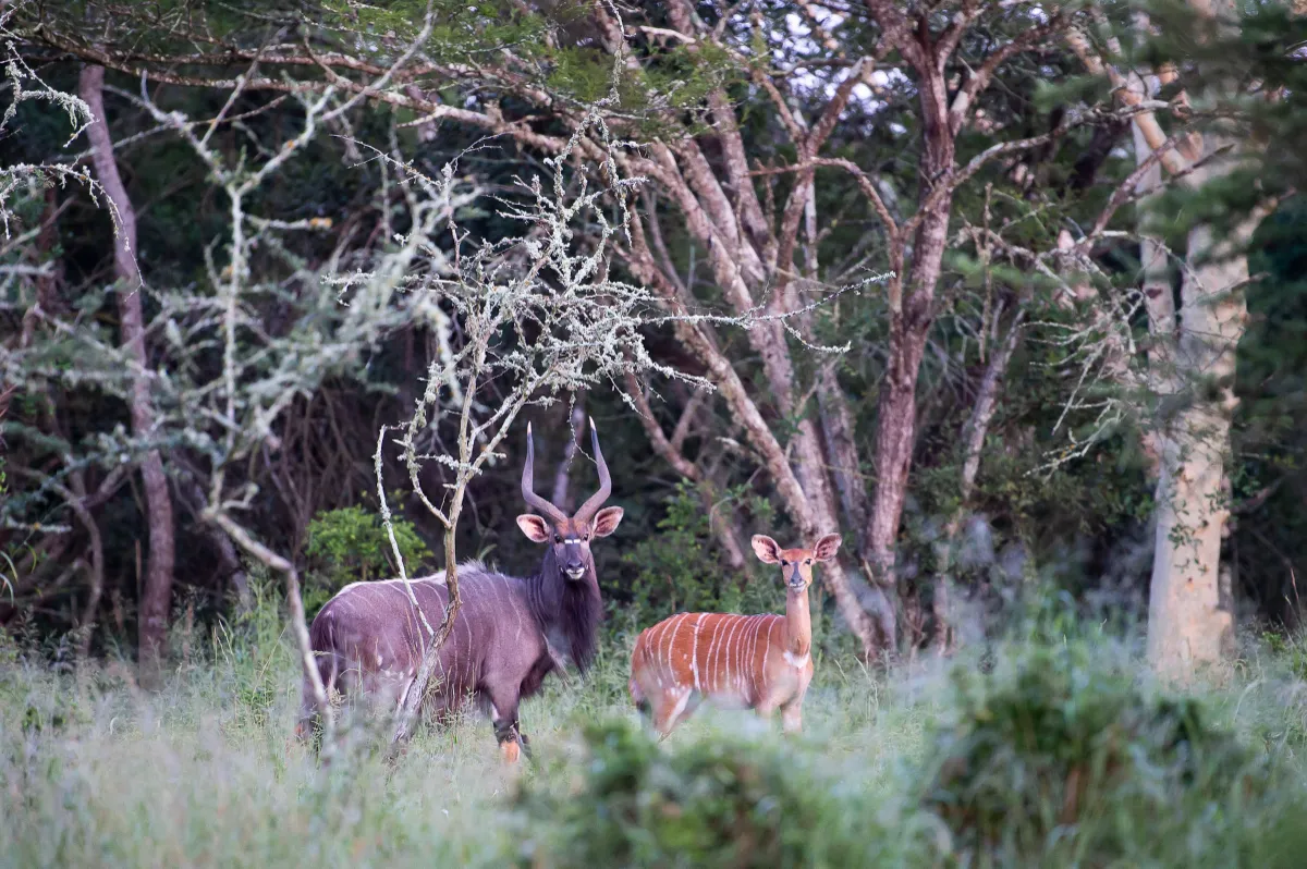 Sudafrica a piedi: trekking tra Kruger, eSwatini e Drakensberg