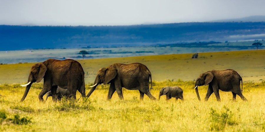 Safari Tanzania: Parchi del Nord
