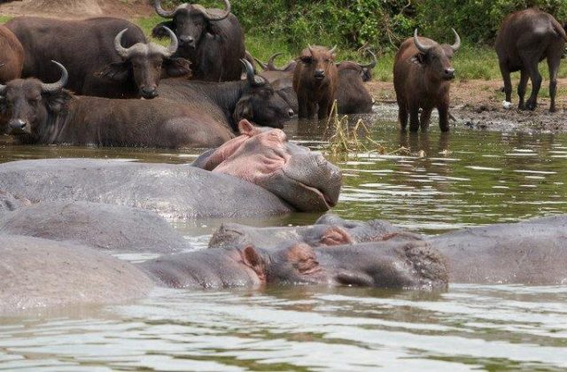 Uganda Adventure
